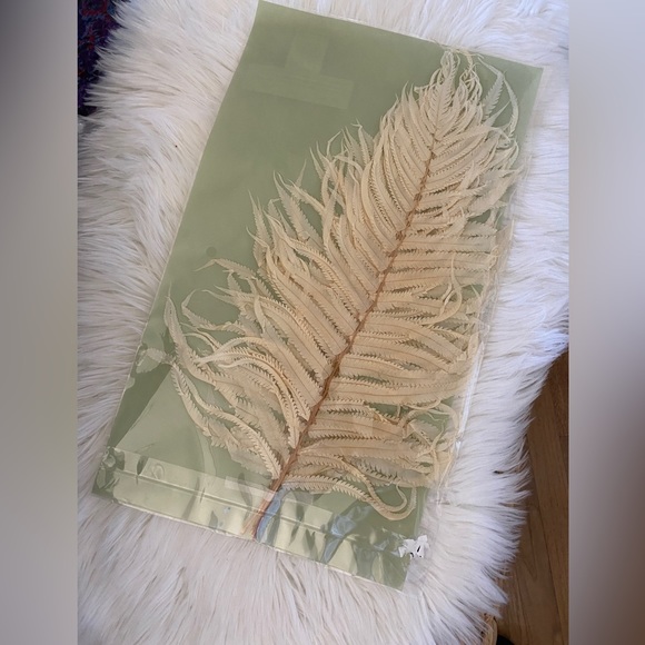 Creative Co Op Dried Cream Fern Bouquet - Picture 1 of 12